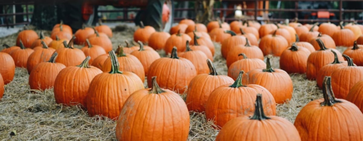 EVERY FALL FARM EVENT YOU CAN’T MISS IN YORK COUNTY