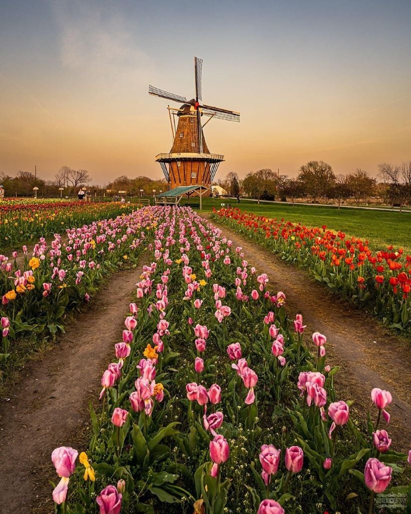 Tulips are showing off in Holland, MI for Tulip Time