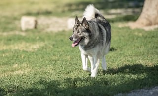 Swift Run Dog Park