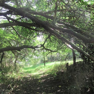 Sharon Short Hills Preserve