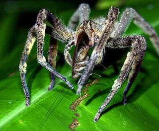 Eye Spy-der at Chewacla