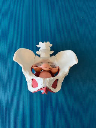 The Lower Wisdom of The Body - Root to Core