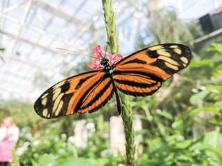 Butterfly Wonderland