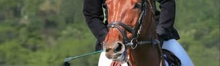 Changing Reins