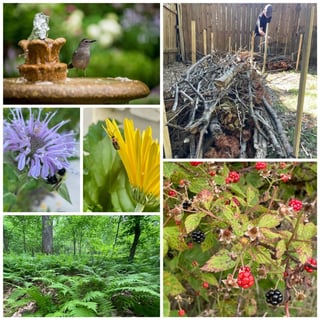 Fields, Forests + Streams Celebration: Bluegrass & Barbecue Benefit