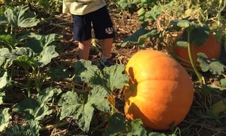 Lloyd Family Farm