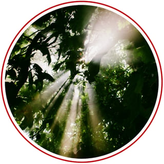 Light Beyond Shadow: A Musical Journey