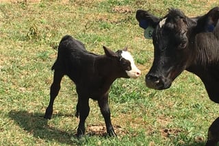 Jackson Family Farm
