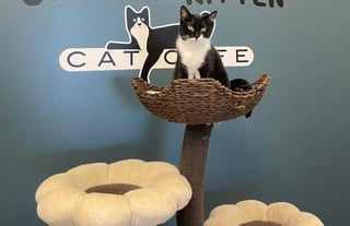 Smitten Kitten Cat Cafe and Coffee Shop