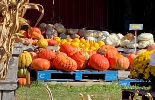 Russell Farms Pumpkin Patch