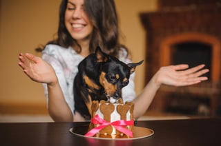 Forage Dog Barkery