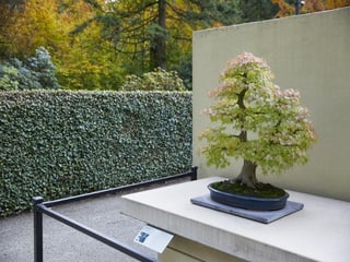 Pacific Bonsai Museum