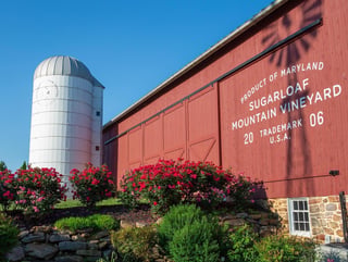 Sugarloaf Mountain Vineyard