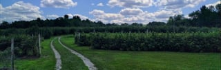 Meadowbrook Orchards