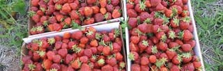 Lanni Orchards Inc.