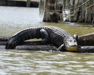 Cajun Experiences