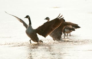 Occoquan Bay National Wildlife Refuge