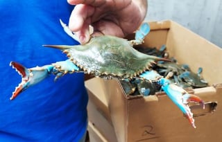 Baudoin’s Seafood, LLC