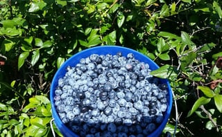 Blueridge Blueberry Farm