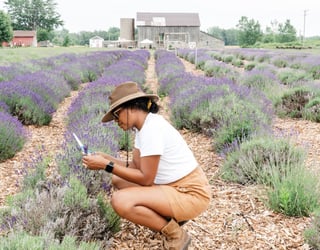 Lavender Shores Farm