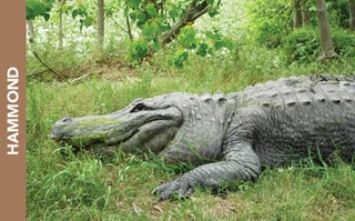Kliebert & Son’s Gator Tours
