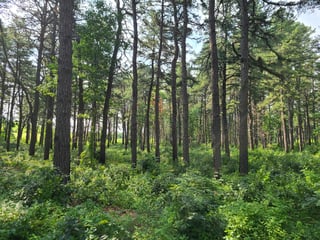 Albany Pine Bush Preserve