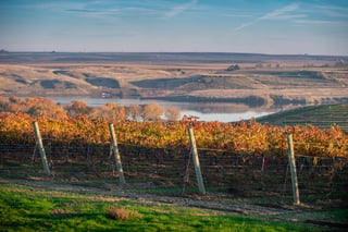 Gordon Estate Winery