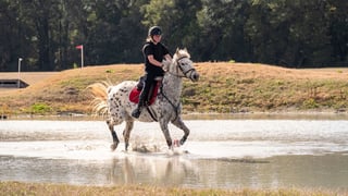 Florida Horse Park
