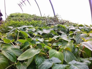 Benson's Farm & Garden