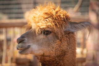 Alpacas of Windy Haven Farm