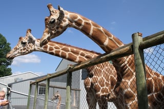 Adirondack Animal Land