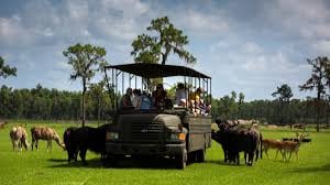 Safari Wilderness