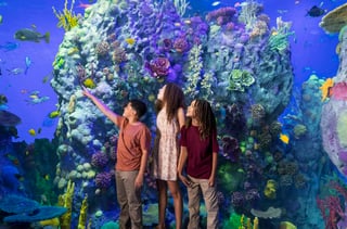 Aquarium at the Boardwalk