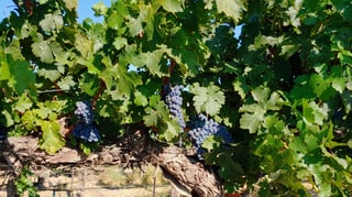 Chandler Reach Vineyards
