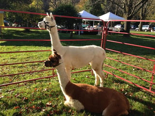 Alpacas of Sunshine Farm, Fiber, & Clothing Store
