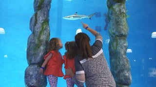 Blue Zoo Aquarium Baton Rouge