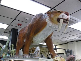 Prehistoric Fossils