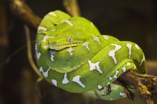 Electric City Aquarium & Reptile Den
