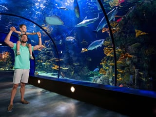 Aquarium Pyramid