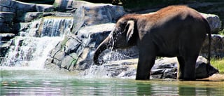 Rosamond Gifford Zoo