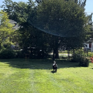 Historic Corner Private Dog Park LLC