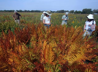 Indian Boundary Prairies - Gensburg-Markham Prairie