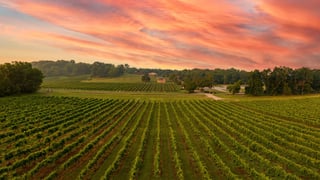 Arrington Vineyards
