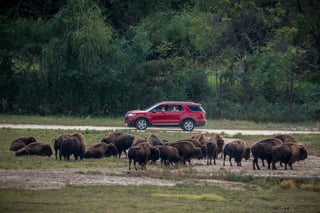Wildlife Safari Park