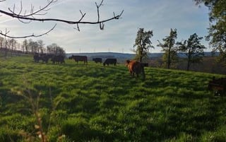 Leaning Pine Farm Inc