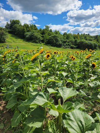 Savicki's Farm Market