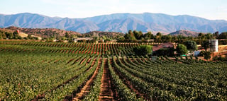 Reyes Winery