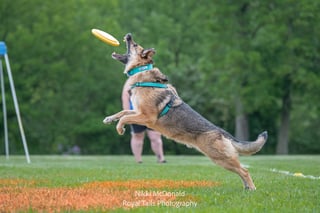 New Jersey Disc Dogs
