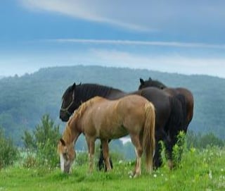 Circle R Ranch
