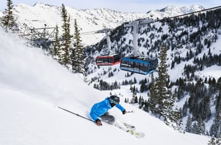 Snowbird